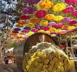 VIAGEM PARA EXPOFLORA – HOLAMBRA E CAMPINAS-SP - Imagem 2